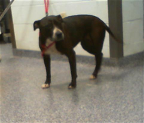 Shelter Stray Female Dog last seen CHARLOTTE, 8315 Byrum Dr, Charlotte, NC 28217, USA