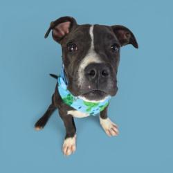 Shelter Stray Male Dog last seen Near BLOCK PATTON WAY, BAKERSFIELD CA 93308, 3951 Fruitvale Ave, Bakersfield, CA 93308, USA