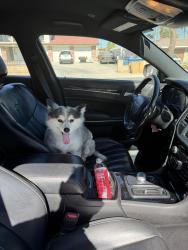 Found/Stray Female Dog last seen Russel with sandhill, Las Vegas, NV 89110