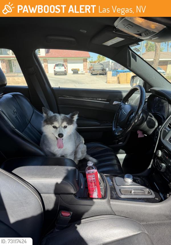 Found/Stray Female Dog last seen Russel with sandhill, Las Vegas, NV 89110