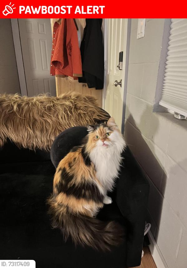 Lost Female Cat last seen Larch and wildwood, South Lake Tahoe, CA 96150