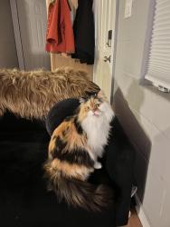 Lost Female Cat last seen Larch and wildwood, South Lake Tahoe, CA 96150