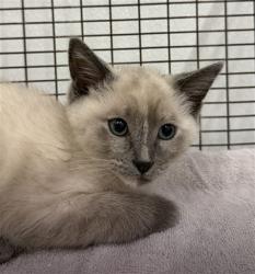 Shelter Stray Female Cat last seen , 16 Barnes Ct, Hayward, CA 94544, USA