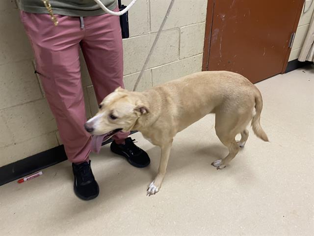 Shelter Stray Female Dog last seen Near BLOCK S 61ST ST, 3839 W Burnham St, West Milwaukee, WI 53215, USA