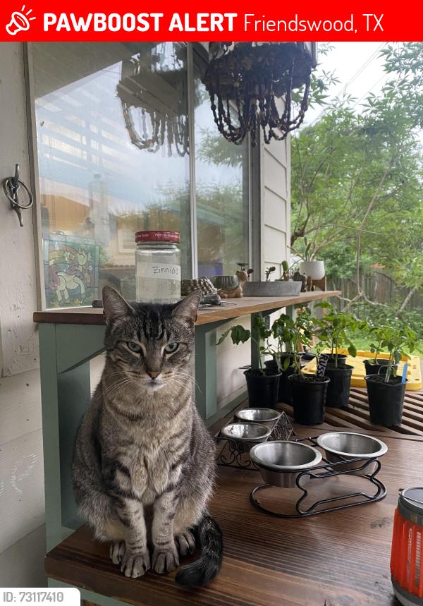Lost Male Cat last seen Quiet canyon ct. and Quiet canyon dr., Friendswood, TX 77546