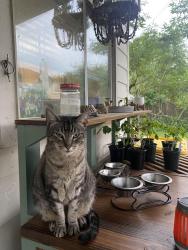 Lost Male Cat last seen Quiet canyon ct. and Quiet canyon dr., Friendswood, TX 77546