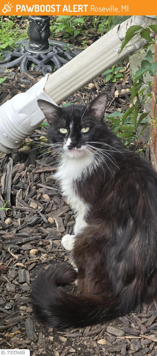 Found/Stray Unknown Cat last seen Near and Gratiot, Roseville, MI 48066