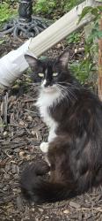 Found/Stray Unknown Cat last seen Near and Gratiot, Roseville, MI 48066