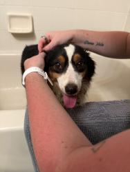 Reunited Female Dog last seen Intersection of Champions and International Golf Drive, Daytona Beach, FL 32124