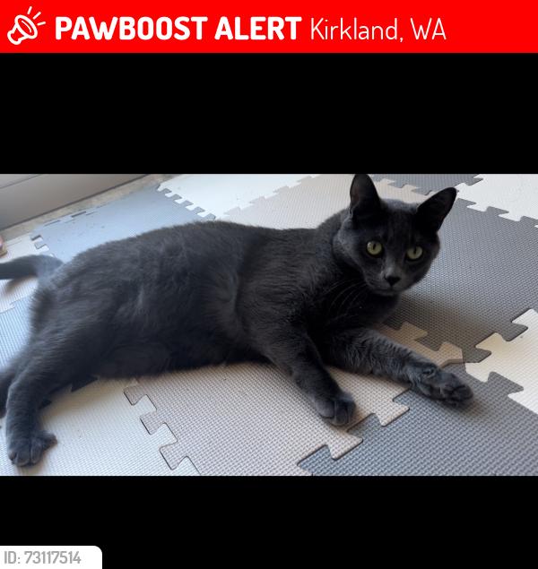 Lost Male Cat last seen 108th Ave, Kirkland, WA 98033