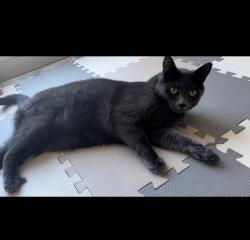 Lost Male Cat last seen 108th Ave, Kirkland, WA 98033