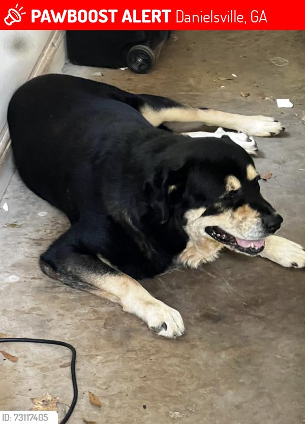 Lost Male Dog last seen Nee Haven Ch Rd/ Macedonia Ch Rd, Danielsville, GA 30633