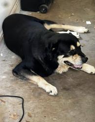 Lost Male Dog last seen Nee Haven Ch Rd/ Macedonia Ch Rd, Danielsville, GA 30633