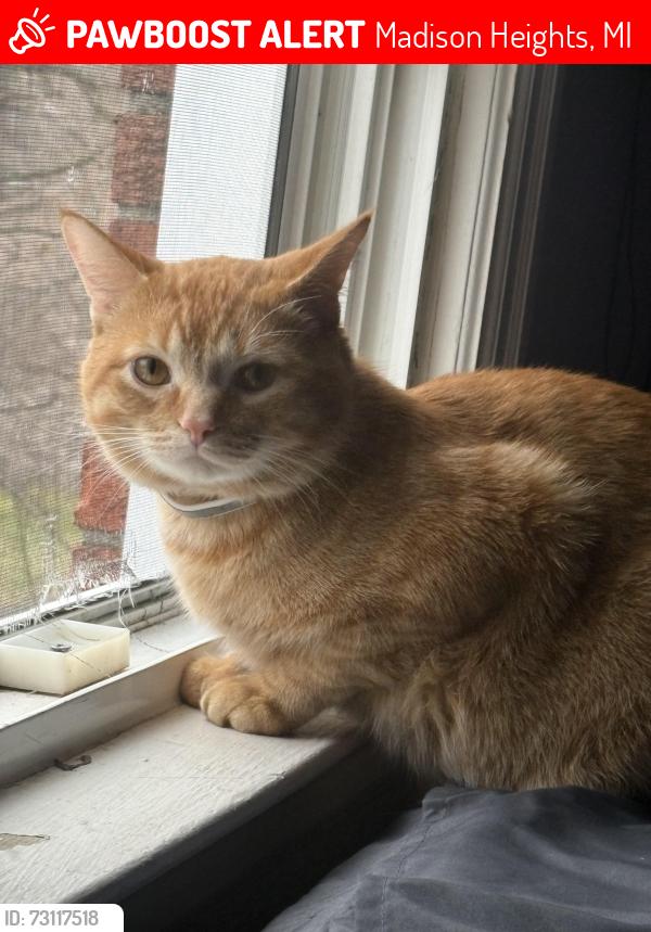 Lost Male Cat last seen Lincoln Ave, Madison Heights, MI 48071