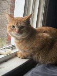 Lost Male Cat last seen Lincoln Ave, Madison Heights, MI 48071