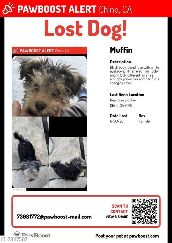 Lost Female Dog last seen Concord ave 12800, Chino, CA 91710