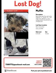 Lost Female Dog last seen Concord ave 12800, Chino, CA 91710