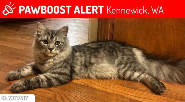 Lost Male Cat last seen W Deschutes Dr. Kennewick, Kennewick, WA 99336