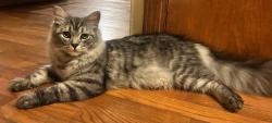 Lost Male Cat last seen W Deschutes Dr. Kennewick, Kennewick, WA 99336