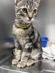 Found/Stray Male Cat last seen Near Cheyenne and Rainbow, Las Vegas, NV 89108