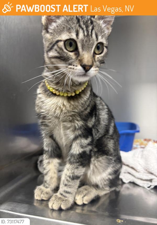 Found/Stray Male Cat last seen Near Cheyenne and Rainbow, Las Vegas, NV 89108