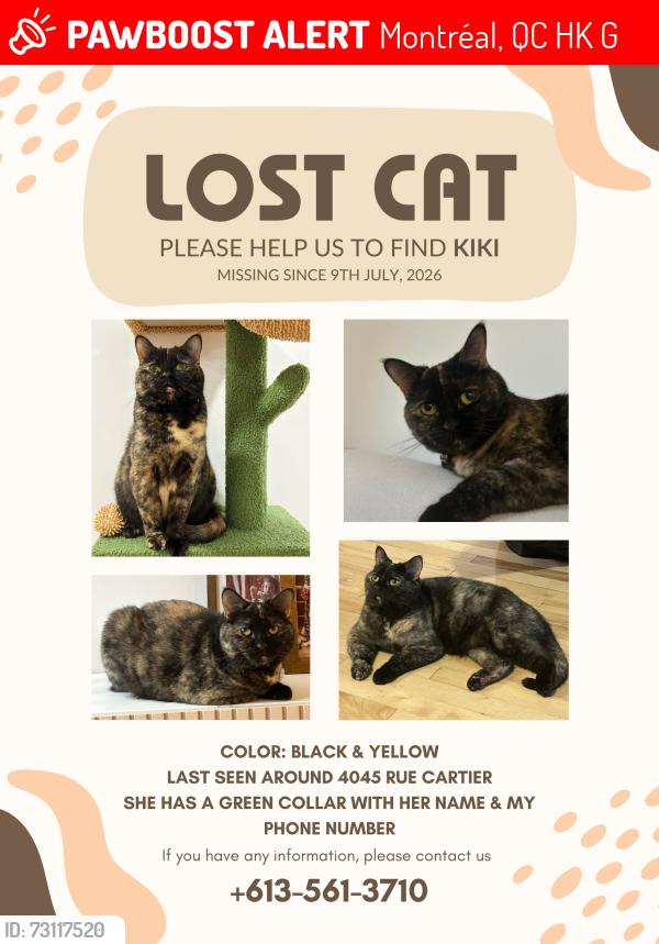 Lost Female Cat last seen Rachel X Papineau, Montréal, QC H2K 4G3