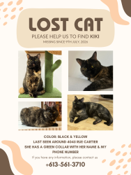 Lost Female Cat last seen Rachel X Papineau, Montréal, QC H2K 4G3