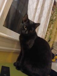 Reunited Male Cat last seen S Pershing and Butler Ave, York, PA 17403