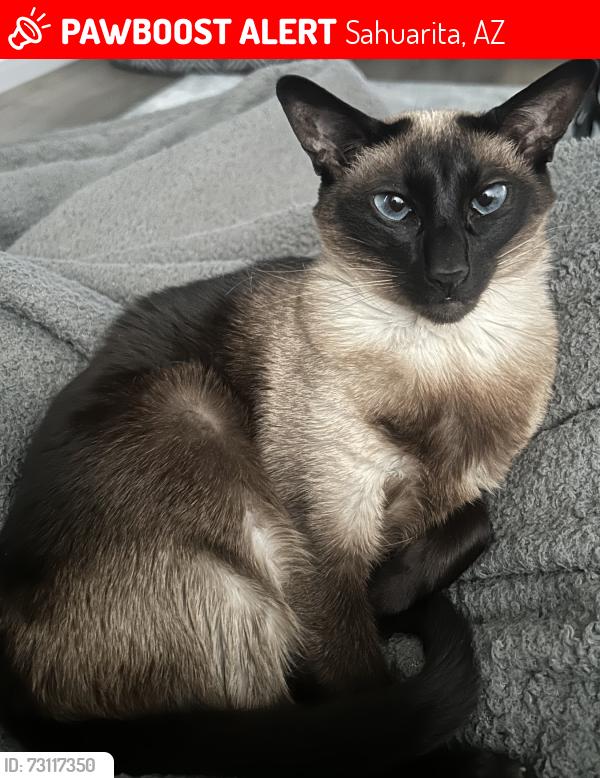 Lost Female Cat last seen Calle La Bolita and Vuelta Buril, Sahuarita, AZ 85629