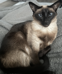 Lost Female Cat last seen Calle La Bolita and Vuelta Buril, Sahuarita, AZ 85629