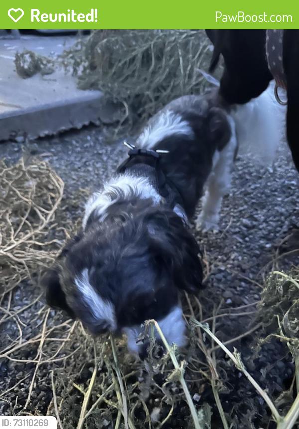 Reunited Male Dog last seen Ruby, Vacaville, CA 95687
