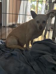 Found/Stray Female Dog last seen Center parkway, Sacramento, CA 95823