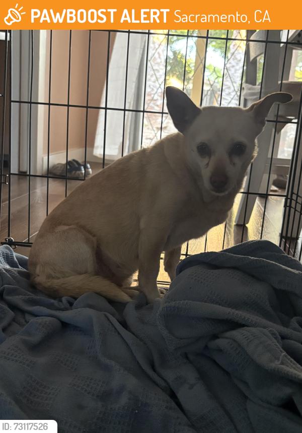 Found/Stray Female Dog last seen Center parkway, Sacramento, CA 95823