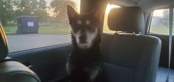 Reunited Unknown Dog last seen Chase Park Dr. & SH 146, Texas City, TX 77539