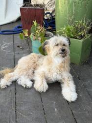 Reunited Female Dog last seen S 61st Springfield, Springfield, OR 97478