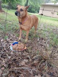 Lost Female Dog last seen Fm1486, Montgomery, TX 77316