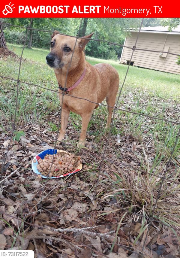 Lost Female Dog last seen Fm1486, Montgomery, TX 77316