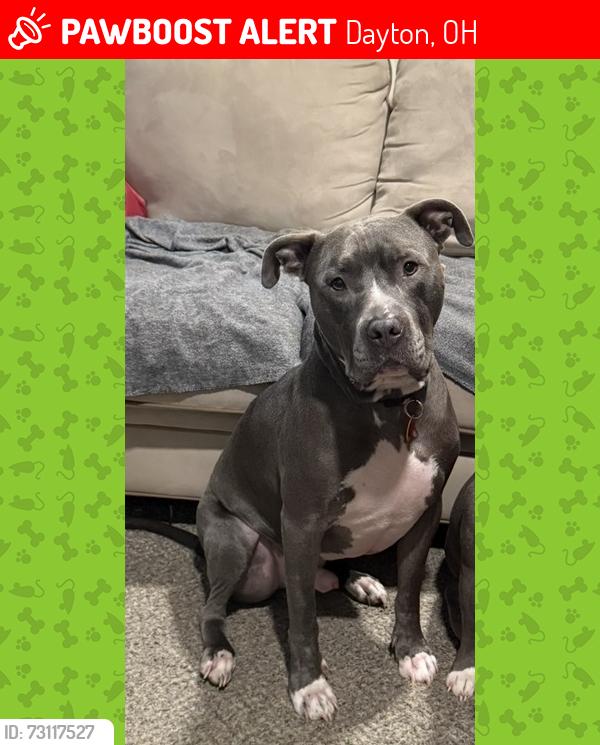 Lost Male Dog last seen Salem and Wheeler Ave, Dayton, OH 45406