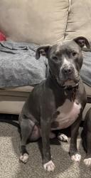 Lost Male Dog last seen Salem and Wheeler Ave, Dayton, OH 45406