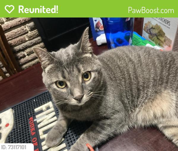 Reunited Male Cat last seen Hutchinson and Porter, Philadelphia, PA 19148