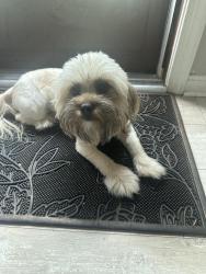 Reunited Female Dog last seen Havre turn and studee, Upper Marlboro, MD 20772