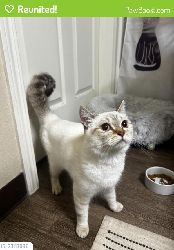 Reunited Female Cat last seen Kruseway commons apmts, Lake Oswego, OR 97035