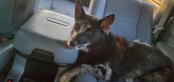 Reunited Female Dog last seen Chase Park Dr. and SH 146 Bacliff, TX, Texas City, TX 77539