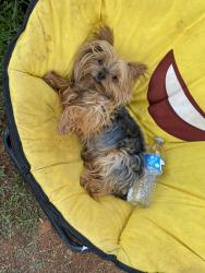 Lost Male Dog last seen Marion manor, Marion Oaks, FL 34473