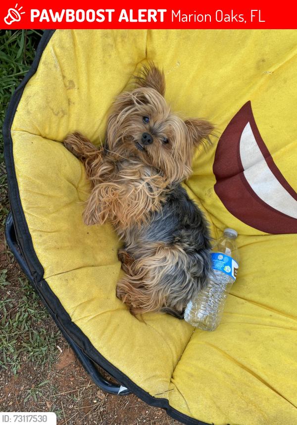 Lost Male Dog last seen Marion manor, Marion Oaks, FL 34473