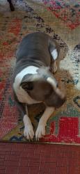 Reunited Male Dog last seen Sw 84 and miller, Oklahoma City, OK 73159