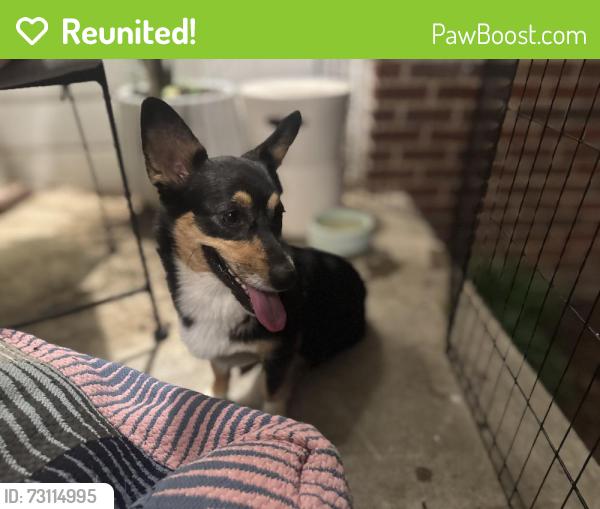 Reunited Female Dog last seen Memorial Park Cemetery, Tulsa, OK 74145