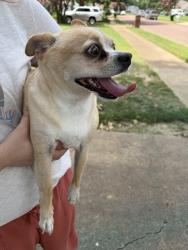 Reunited Male Dog last seen Easthill Neighborhood, Memphis, TN 38135