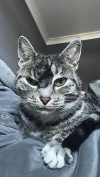 Lost Female Cat last seen Albert hill street, Didsbury, England M20 6RH