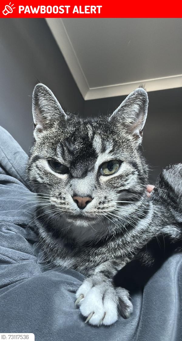 Lost Female Cat last seen Albert hill street, Didsbury, England M20 6RH